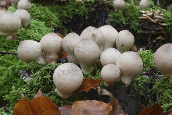 Birnenstäubling, Birnenbovist (Apioperdon pyriforme), Lower Franconia, Bavaria, Germany, Europe