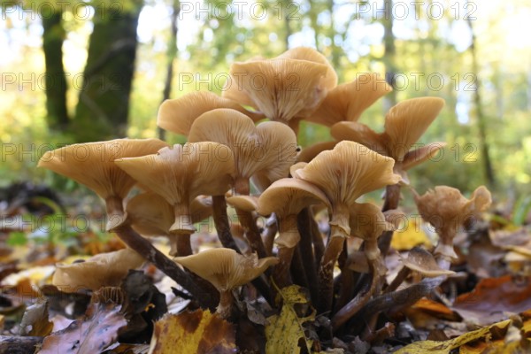 Honey fungus, Armillaria polymyces, coniferous honey fungus, brown honey fungus, halli marsh (Armillaria ostoyae)