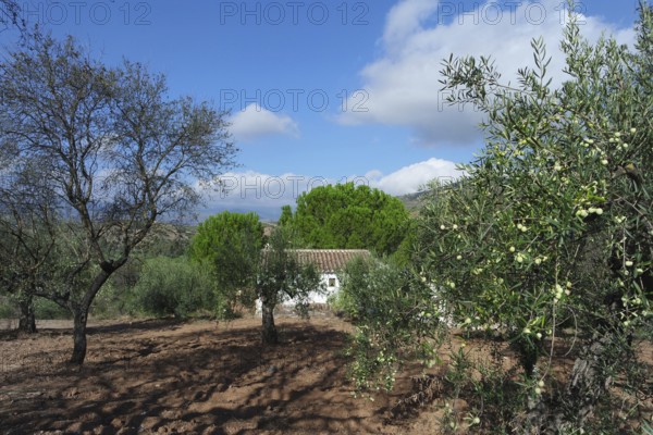 Rural Andalusia