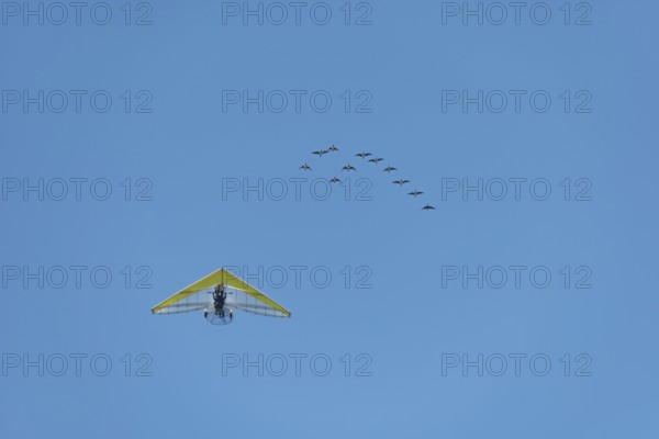 Microlight aircraft with birds, Canada goose (Branta canadensis) following a paramotor. Bas rhin Alsace, France, Europe