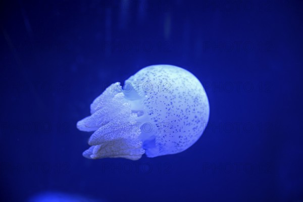 Root mouth jellyfish or blubber jellyfish (Catostylus townsendi) in a tank of the Bang Saen Aquarium, Chonburi Province, Thailand, Asia