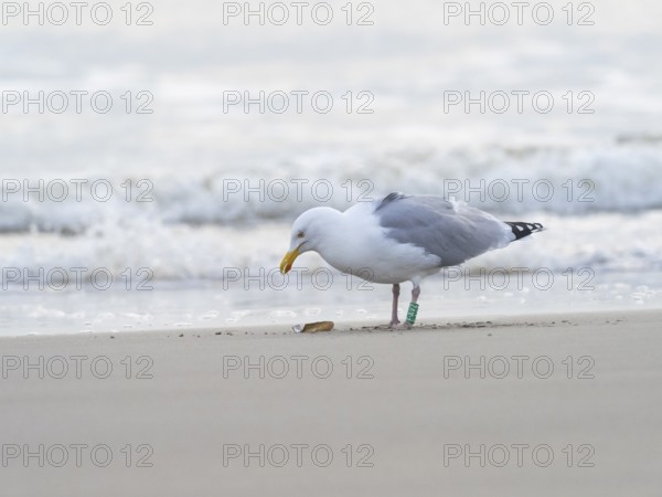 Herring Gull (Larus argentatus), adult, ringed bird standing on the beach, looking at a razor shell, island of Texel, Holland