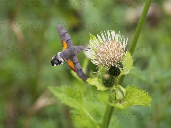 Hummingbird Hawk Moth (Macroglossum stellatarum), feeding on nectar from a Marsh thistle flower (Cirsium palustre), County Hessen, Germany, Europe