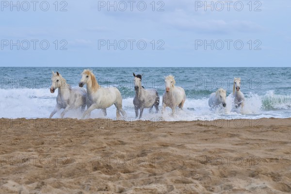 White Camargue horses galloping through the shallow sea water on a sandy beach under a cloudy sky, Camargue, France, Europe