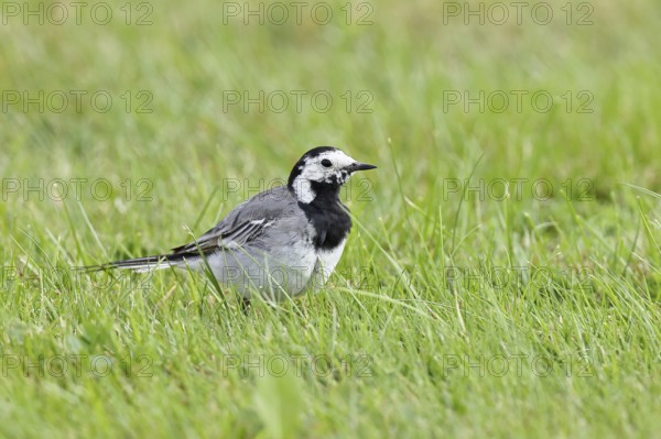 White wagtail (Motacilla alba) foraging on a lawn in a garden, Wilnsdorf, North Rhine-Westphalia, Germany, Europe