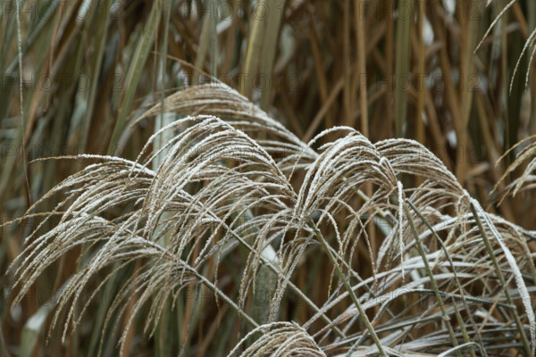 Grass covered with hoarfrost. Abstract floral background, garden and winter concept. Frost texture, close up, side view