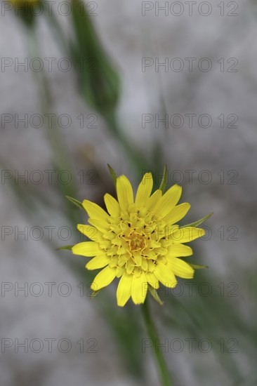 Meadow hogweed (Tragopogon pratensis), yellow flower in the garden, Wilnsdorf, North Rhine-Westphalia, Germany, Europe