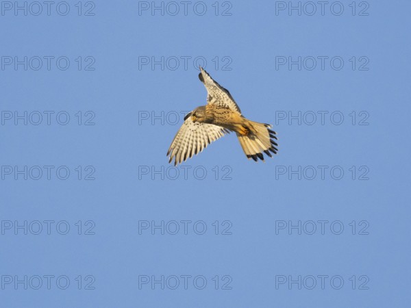 Common Kestrel (Falco tinnunculus), adult male in flight, hovering against a blue sky, Hesse, Germany, Europe