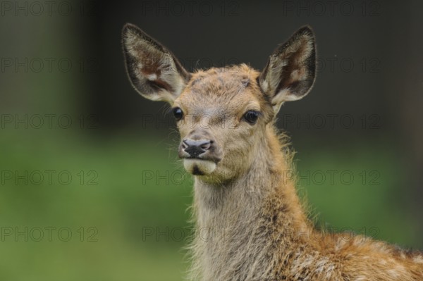 A young stag with large ears looks curiously at its surroundings, red deer (Cervus elaphus), Bavaria