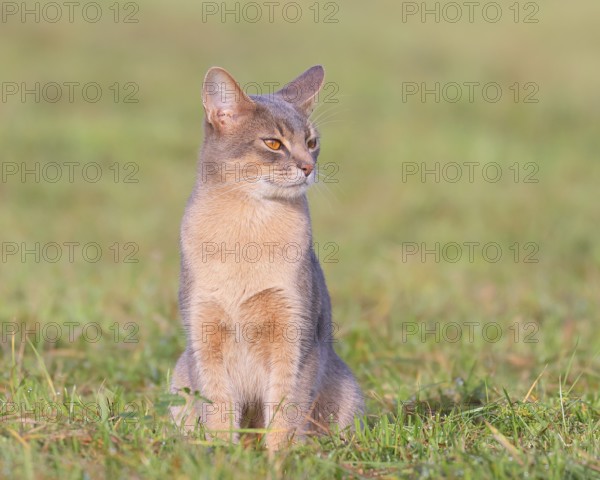 Burmese cat, Burmese, sitting in a meadow, short-haired breed of domestic cat, Altmühlsee, Altmühltal, Upper Bavaria, Bavaria, Germany, Europe