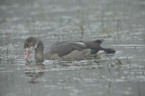 Nile Goose (Alopochen aegyptiaca) fledgling in fog on the water, Allgäu, Bavaria, Germany, Allgäu/Bavaria, Germany, Europe