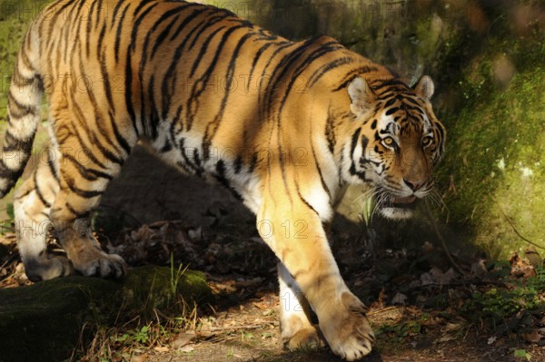 A tiger moving through a shadow-covered area, sunlight reflecting on its fur, Siberian tiger (Panthera tigris altaica), captive