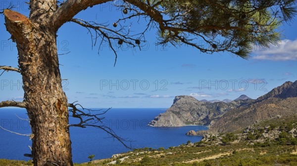 Coastal panorama with a tree in the foreground and mountains on the horizon, Mesochori village, west coast, Karpathos, Dodecanese, Greek Islands, Greece, Europe