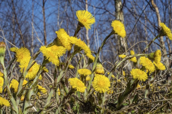 Coltsfoot (Tussilago farfara) flower at forest in Ystad, Skåne County, Sweden, Scandinavia, Europe