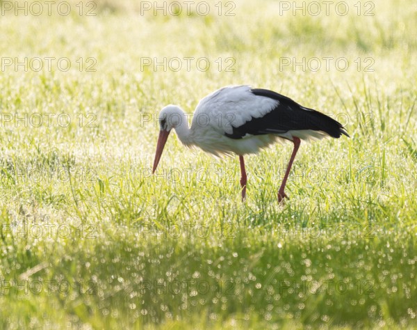 White stork (Ciconia ciconia) foraging in a meadow in the early morning, dew beads on the grass, Lower Saxony, Germany, Europe