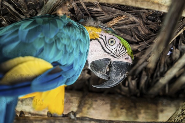 Blue and yellow macaw (Ara ararauna), Aviario Nacional de Colombia, Via Baru, Province of Cartagena, Bolivar, Colombia, South America