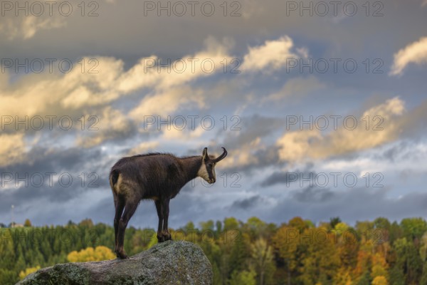 An adult chamois (Rupicapra rupicapra) stands on a rock in low light and overlooks its territory. The clouds in the sky are illuminated by the evening sun