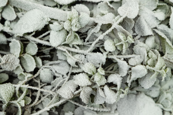 Leaves and grass covered with hoarfrost. Abstract floral background, garden and winter concept. Frost texture, close up, flat lay, top view