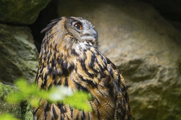 Eurasian Eagle-owl (Bubo bubo) portrait, captive, Bavarian Forest National Park, Bavaria, Germany, Europe