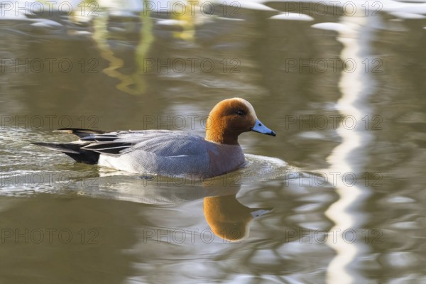 A wigeon (anas penelope), drake, swimming on a calm lake, the water reflecting its image, Hesse, Germany, Europe