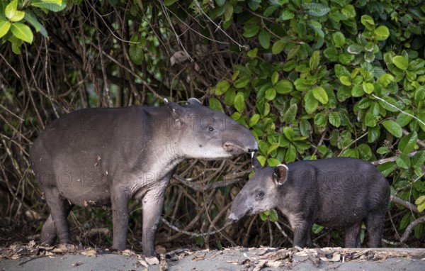 Baird's tapir (Tapirus bairdii), mother and young, looking into the camera, in the rainforest, Corcovado National Park, Osa, Puntarena Province, Costa Rica, Central America