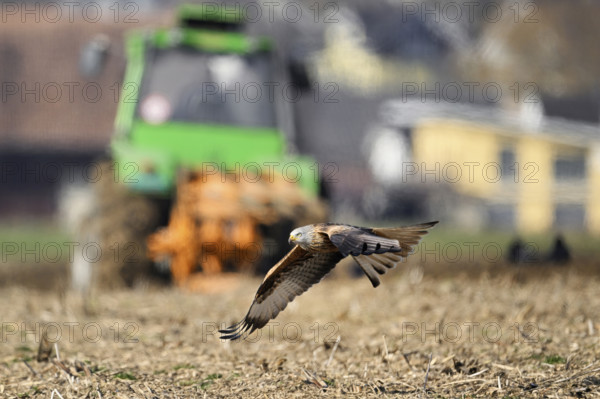 Red Kite, Red Kite, Montagu's Harrier, Montagu's Harrier (Milvus milvus), in flight over farmland, Canton Aargau, Switzerland, Europe