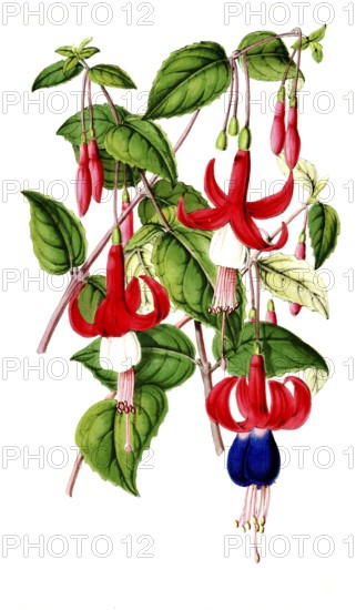 Various fuchsias, Fuchsia, species-rich genus in the evening primrose family, plant and flower, digitally reworked reproduction of an original from the 19th century