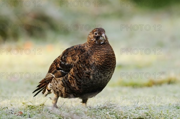 A brown bird stands on a dew-covered meadow, calm and peaceful, black grouse (Lyrurus tetrix), Bavarian Forest National Park