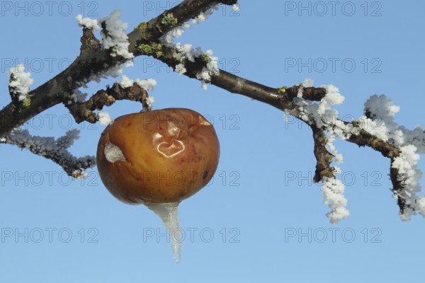 Apple in hoarfrost, Allgäu, Bavaria, Germany, Allgäu, Bavaria, Germany, Europe