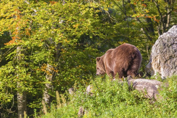 An adult female brown bear (Ursus arctos arctos) stands on top of a small hill. Trees in fall foliage stand in the background