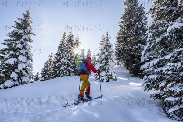 Ski tourer in snowy winter forest with sun star, ascent to Teufelstättkopf, Snowy mountain landscape, Ammergau Alps, Bavaria, Germany, Europe