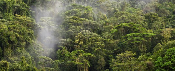 Fog drifts through the rainforest, treetops in the dense forest, mountain rainforest, Alajuela province, Costa Rica, Central America