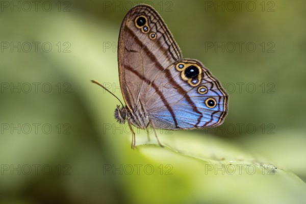 Westwood's satyr (Euptychia westwoodi) butterfly sitting on a leaf, Corcovado National Park, Osa Peninsula, Puntarena Province, Costa Rica, Central America