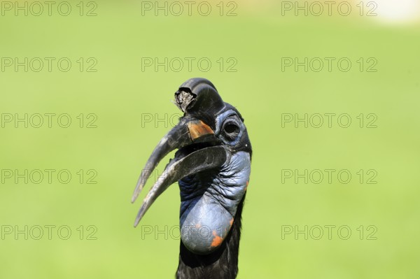 Great hornbill with black and blue plumage against a green background, blue-faced hornbill (Bucorvus abyssinicus), captive