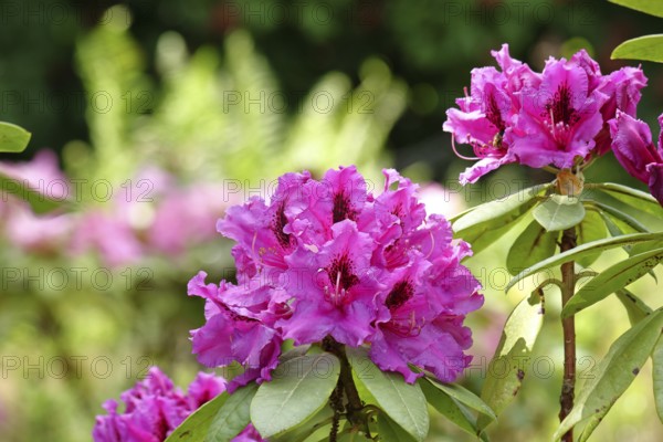 Rhododendron flowers (Rhododendron Homer), red flowers, in a garden, Wilnsdorf, North Rhine-Westphalia, Germany, Europe