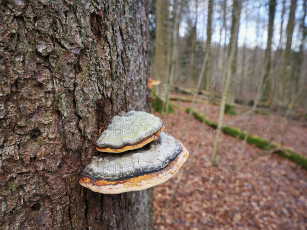 Red Banded Polypore (Fomitopsis pinicola), Switzerland, Europe