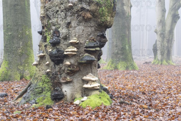 Old copper beeches (Fagus sylvatica) with tinder fungus (Fomes fomentarius) in the fog, Emsland, Lower Saxony, Germany, Europe