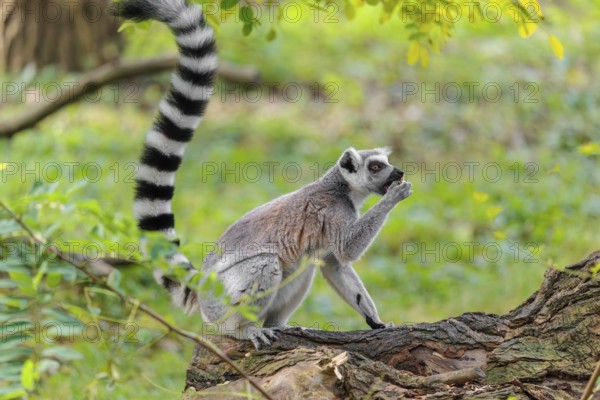 A ring-tailed lemur (Lemur catta) sits on a rotten tree lying on the ground and eats a fruit