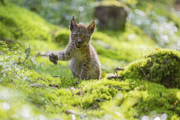 One young (10 weeks old) male Eurasian lynx, (Lynx lynx), walking over a mossy, wet forest floor. Shaking off the water of his paws. Backlit condition