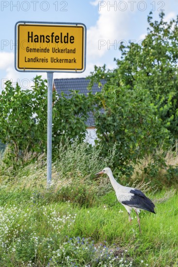 White stork (Ciconia ciconia) standing under the village sign of Hansfelde, Uckerland, Uckermark, Brandenburg, Germany, Europe