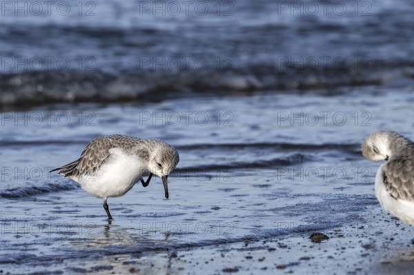 Sanderling (Calidris alba) in non-breeding plumage scratching head with leg on the beach along the North Sea coast in late autumn, winter