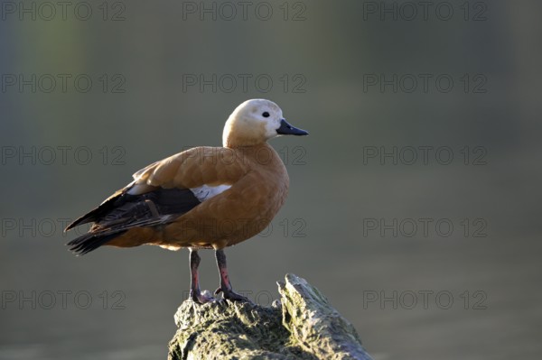 Ruddy shelduck (Tadorna ferruginea), Heiligenhaus, North Rhine-Westphalia, Germany, Europe