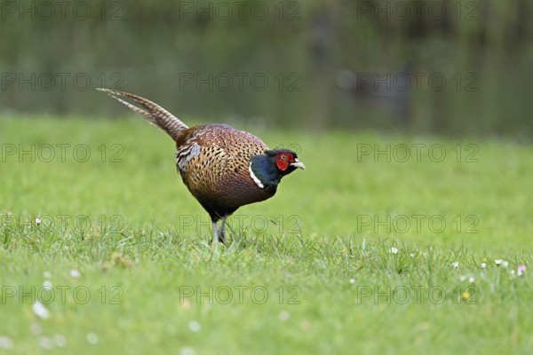 Pheasant (Phasianus colchicus), male standing in meadow, Texel, North Holland, Netherlands