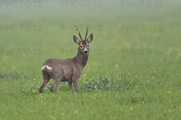 Roe deer (Capreolus capreolus), buck standing in a field, Lake Neusiedl National Park, Seewinkel, Burgenland, Austria, Europe