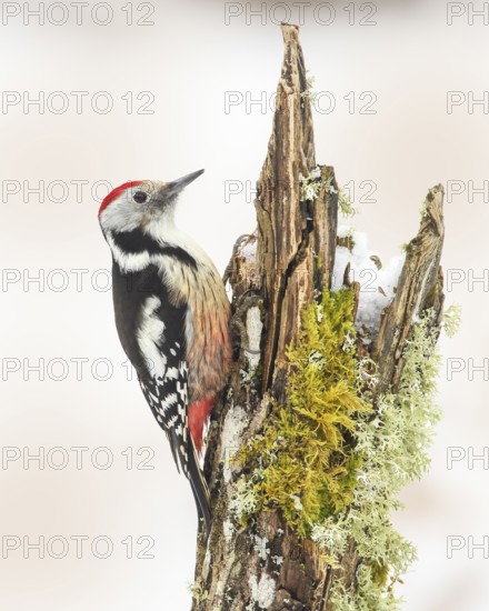 Middle spotted woodpecker (Dendrocopos medius), male sitting on a tree stump overgrown with moss and lichen, Wildlife, Animals, Birds, Woodpeckers, Siegerland, North Rhine-Westphalia, Germany, Europe