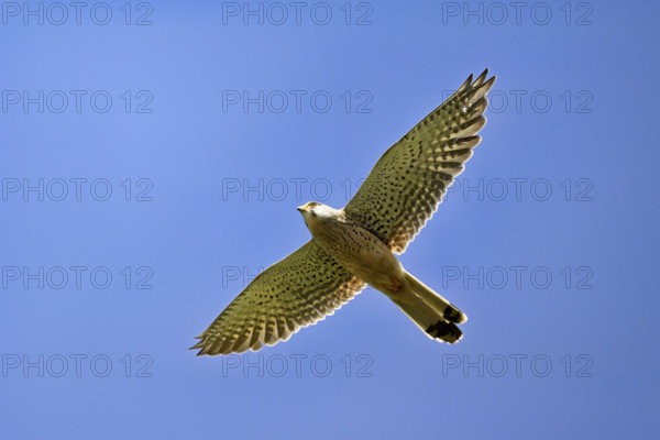 Kestrel (Falco tinnunculus), female in flight, Lake Neusiedl National Park, Seewinkel, Burgenland, Austria, Europe