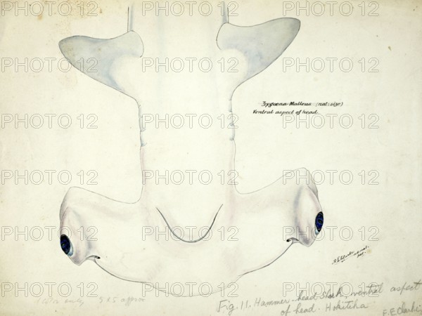 Smooth hammerhead, Sphyrna zygaena, Hammerhead shark, fish, reproduction of an original, by Frank Edward Clarke (b. 1849, d. 1899), ichthyologist and scientific draughtsman