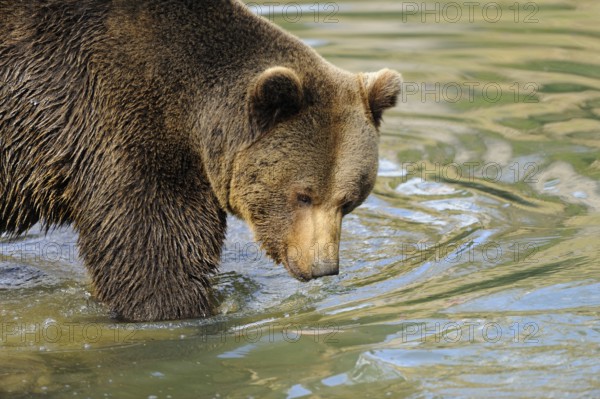 Garden tiger moth standing at the edge of a body of water and looking into the water, Eurasian brown bear (Ursus arctos arctos), Bavarian Forest National Park