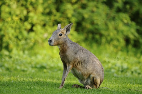 A mara sits in a meadow with a lush green background, Patagonian Mara (Dolichotis patagonum), captive