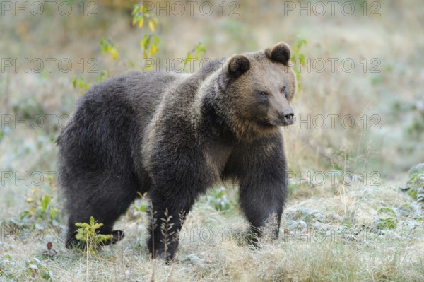 Bear in a meadow with light ground frost and grasses, Eurasian brown bear (Ursus arctos arctos), Bavarian Forest National Park